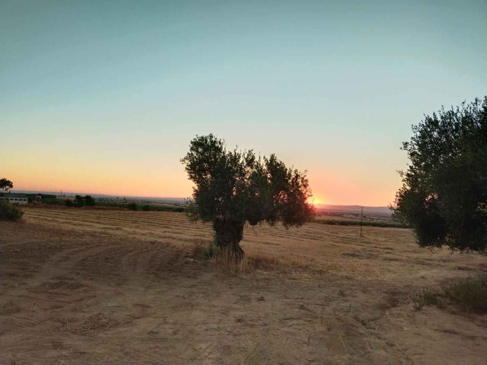 Casa Rural Cerro Campon كارمونا المظهر الخارجي الصورة